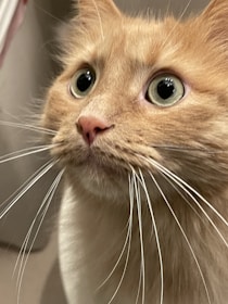 Close-up of the floppy orange cat mid-pounce, fur slightly tousled and eyes wide with playful focus.