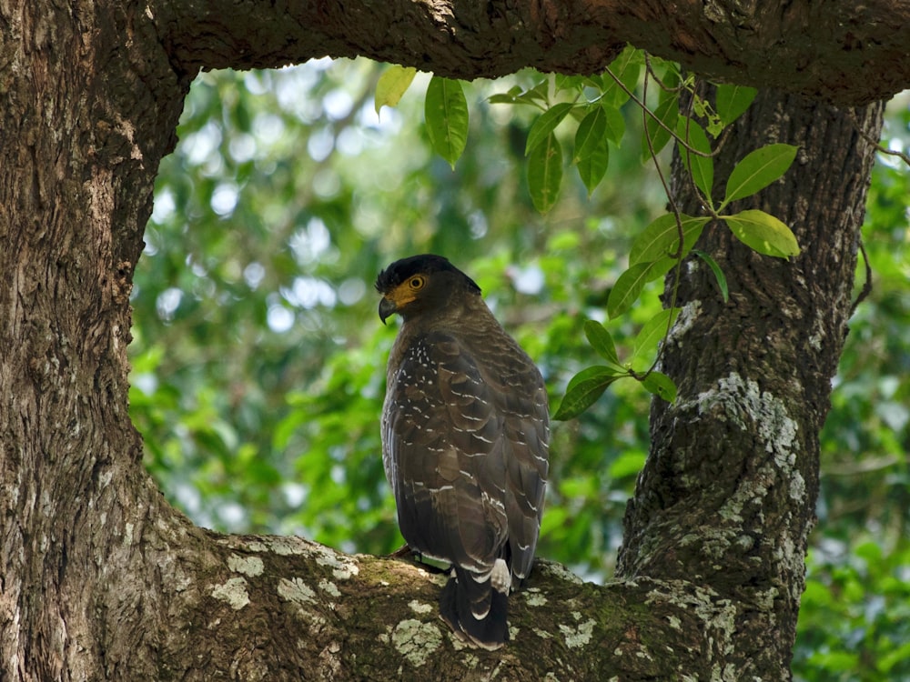 a bird perched on a tree branch in a forest