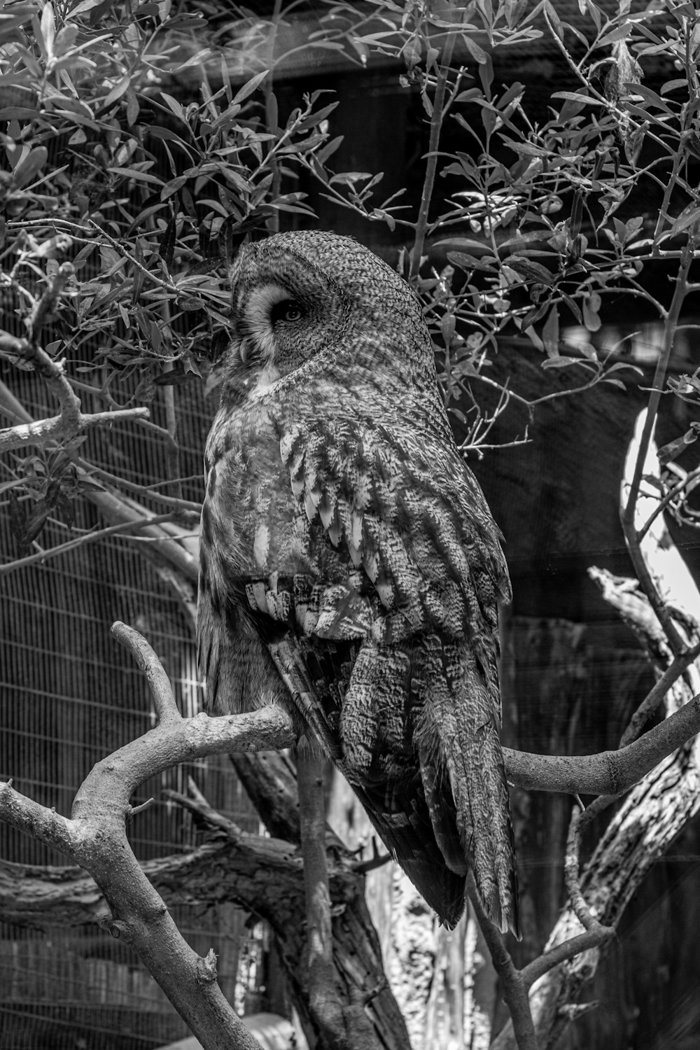 a large owl sitting on top of a tree branch