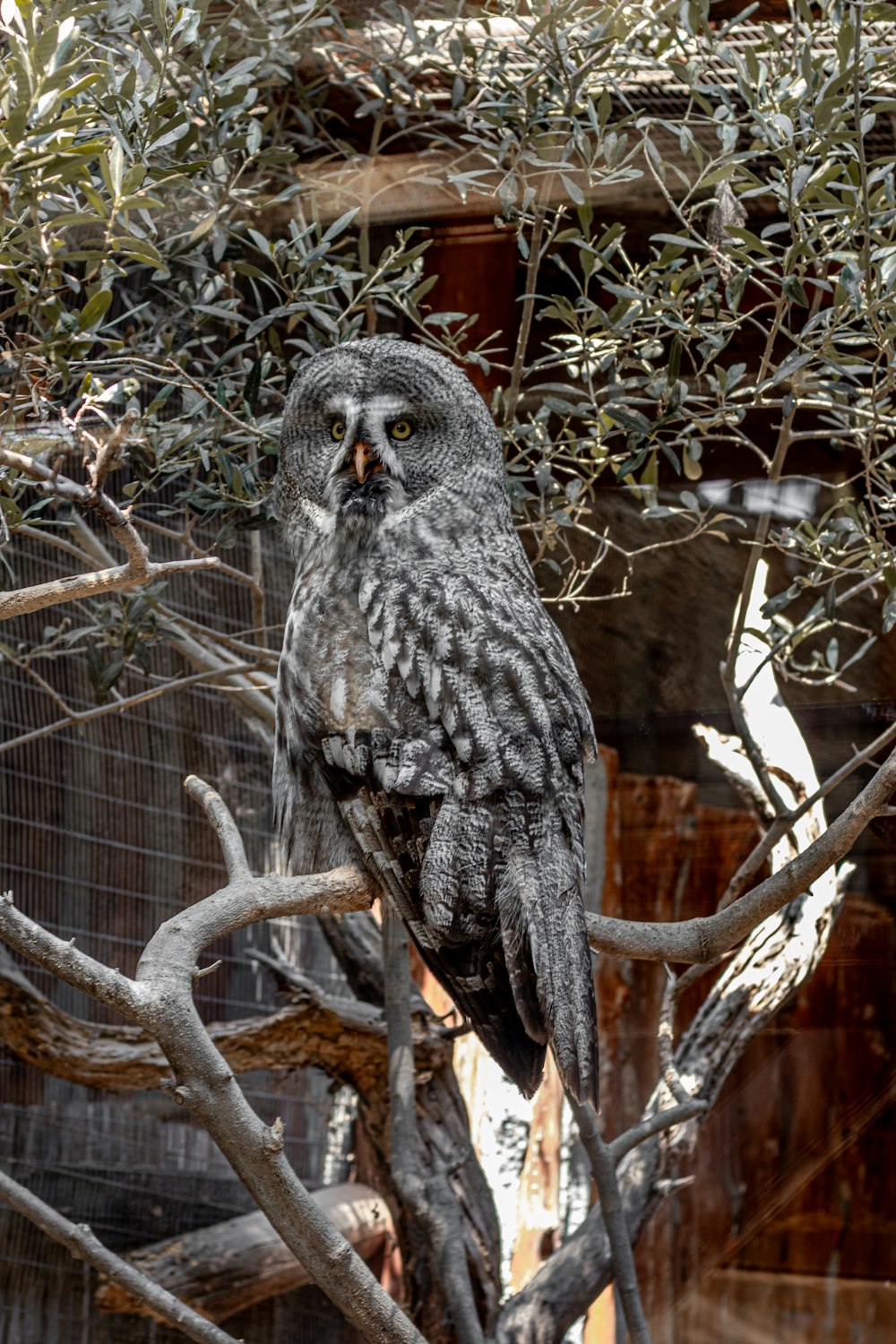 an owl sitting on a branch in a tree