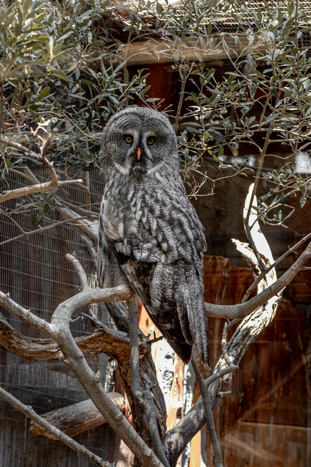 an owl is perched on a tree branch