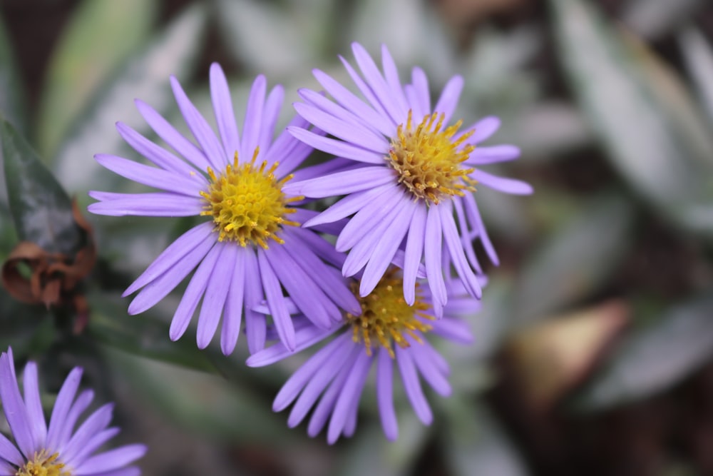 a group of purple flowers sitting on top of a lush green field