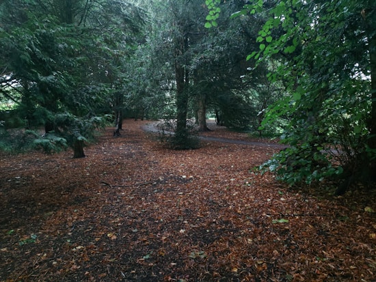 A serene woodland scene with a carpet of fallen brown leaves covering the ground. Tall, lush green trees surround the area, their branches creating a dense canopy. A narrow path can be seen winding through the trees, adding depth to the landscape.