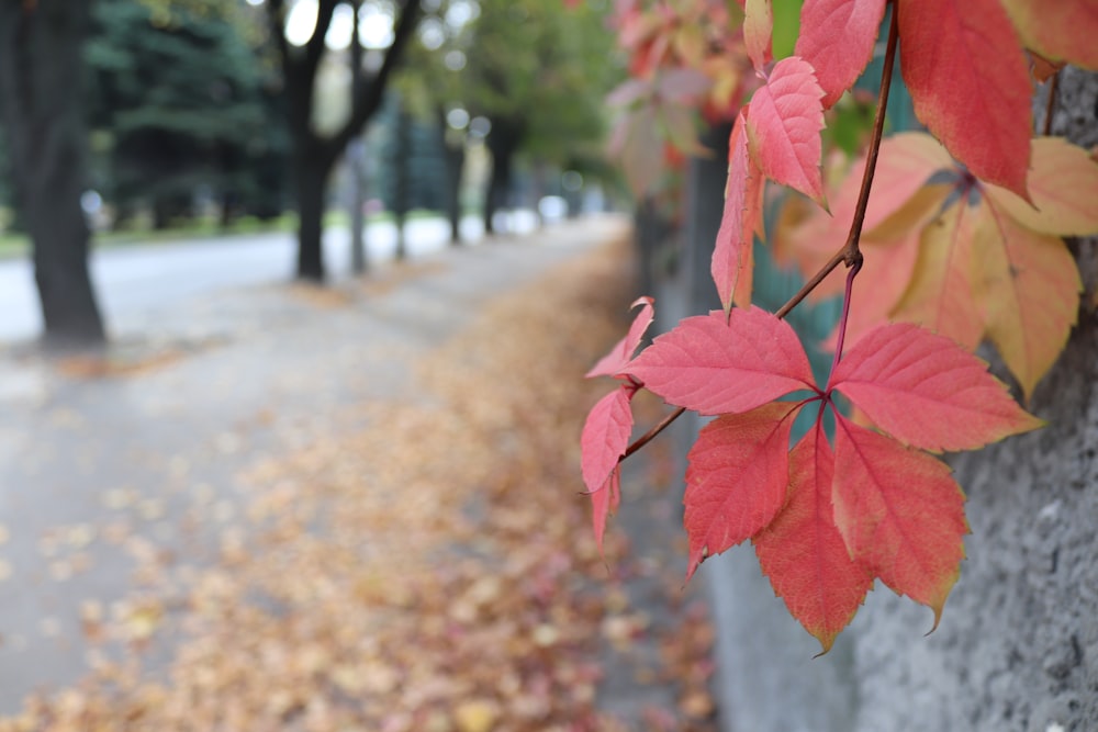 a red leaf hanging from a tree next to a sidewalk