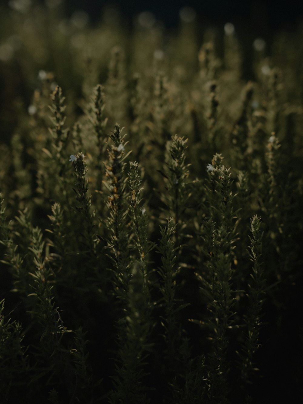 a bunch of plants that are in the grass