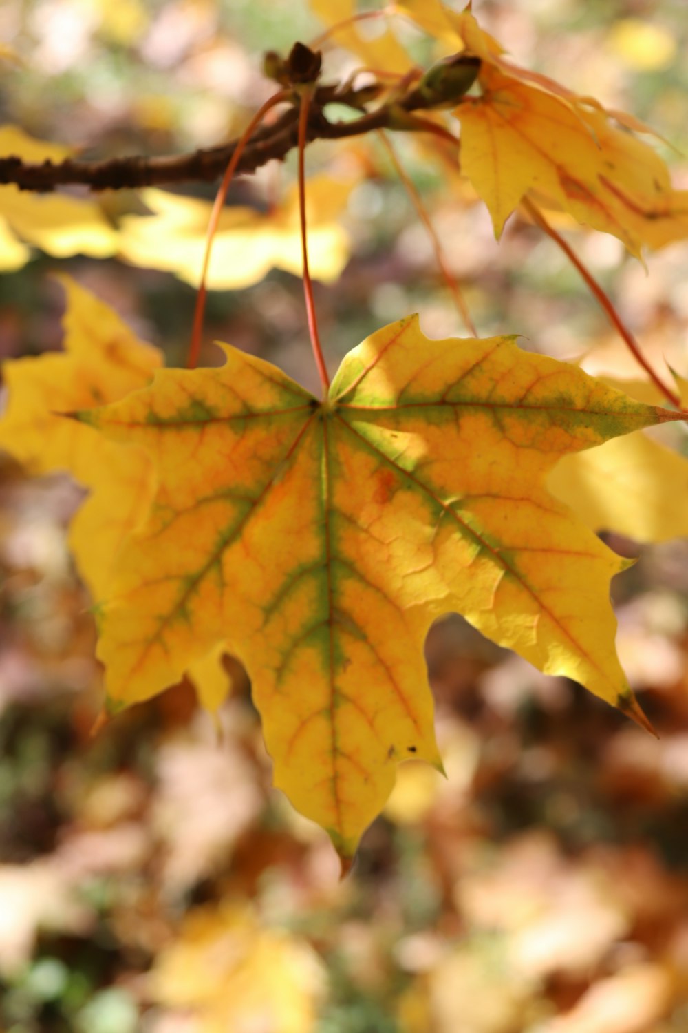 a yellow leaf hanging from a tree branch