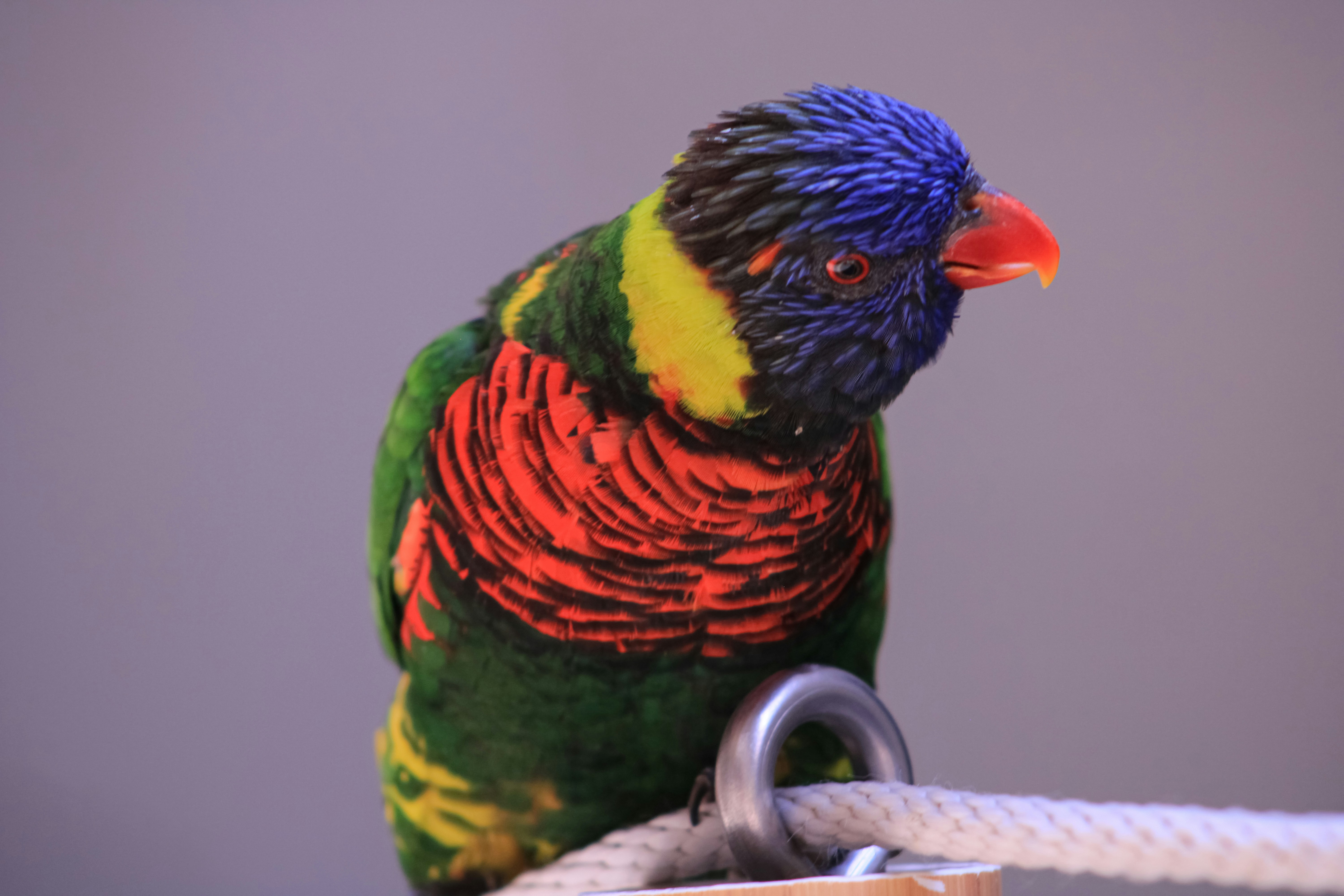 a colorful bird sitting on top of a rope