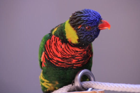 A vibrantly colored parrot with a predominantly blue head and a bright orange beak is perched on a metal ring attached to a white rope. The bird's body showcases a stunning mix of red, green, and yellow feathers, creating a striking pattern. The background is a soft, neutral gray, which emphasizes the vivid colors of the parrot.