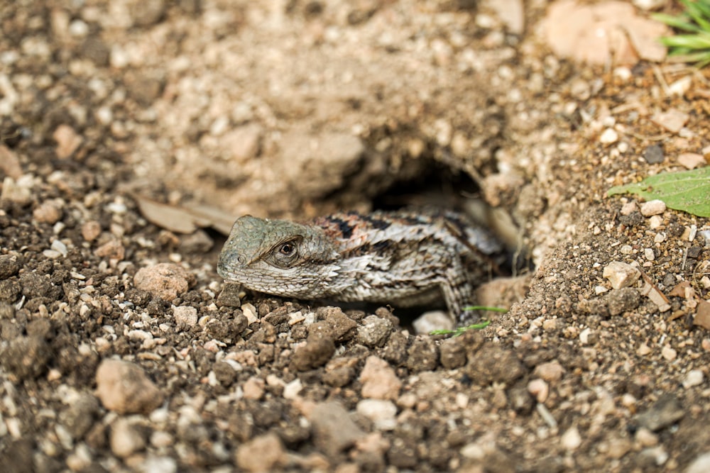 a small lizard sitting in a hole in the ground
