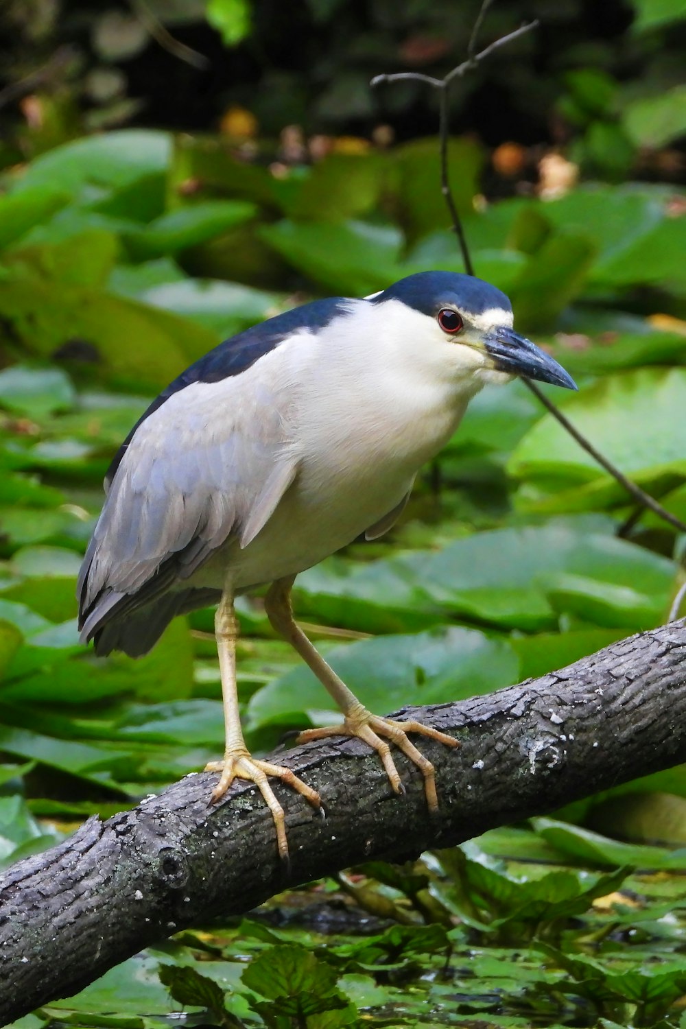 a bird perched on a tree branch in a forest