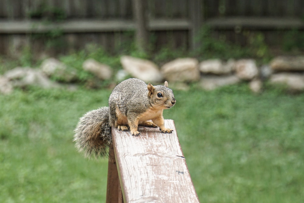 a squirrel sitting on top of a wooden bench