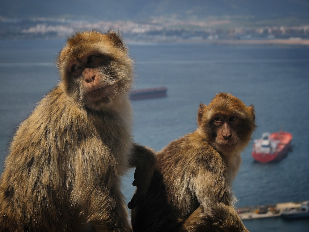 a couple of monkeys sitting on top of a rock