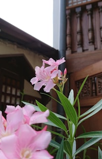 A cluster of pink flowers with delicate petals is set against a background of traditional architecture, showcasing wooden structures with intricate carvings and a lattice design. The flowers are vibrant and in full bloom, with slender green leaves that add contrast.