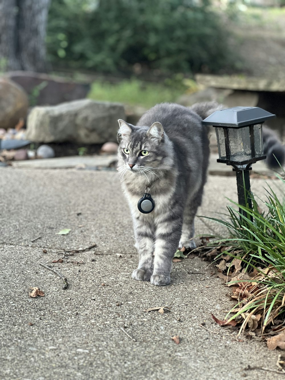 a cat walking on a sidewalk next to a lamp