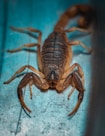 a close up of a scorpion on a blue surface