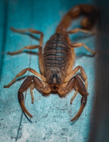 a close up of a scorpion on a blue surface