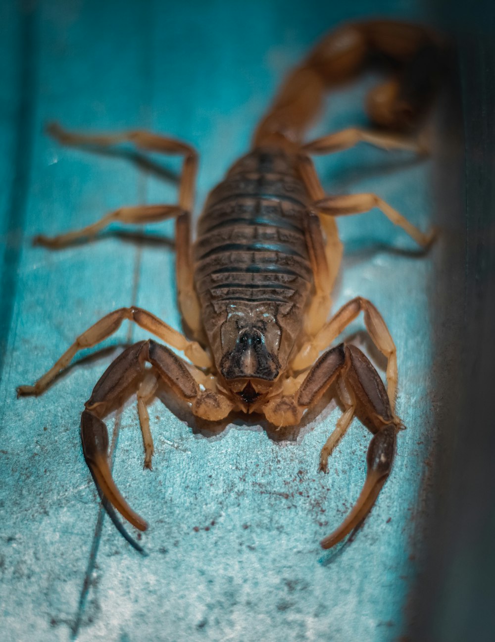 a close up of a scorpion on a blue surface