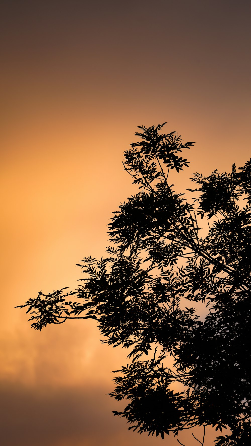 the silhouette of a tree against a sunset sky