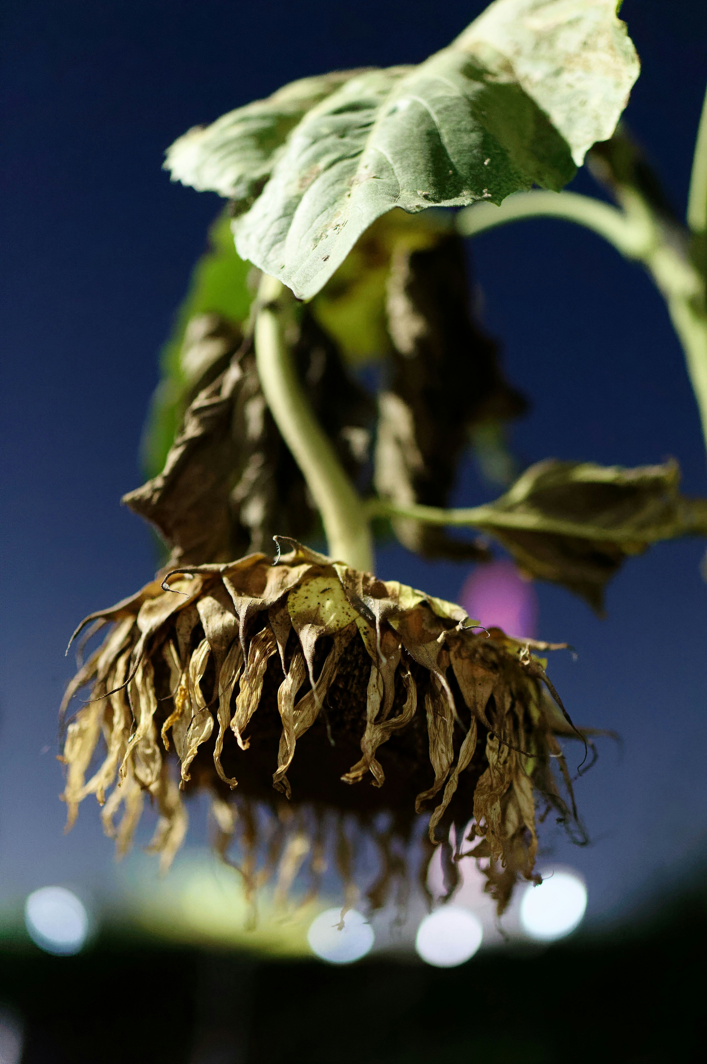 Photo by da_shika_photo