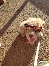 A playful dog with sunglasses lounging on a sunny porch after a fresh grooming session.