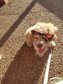 A playful dog with sunglasses lounging on a sunny porch after a fresh grooming session.