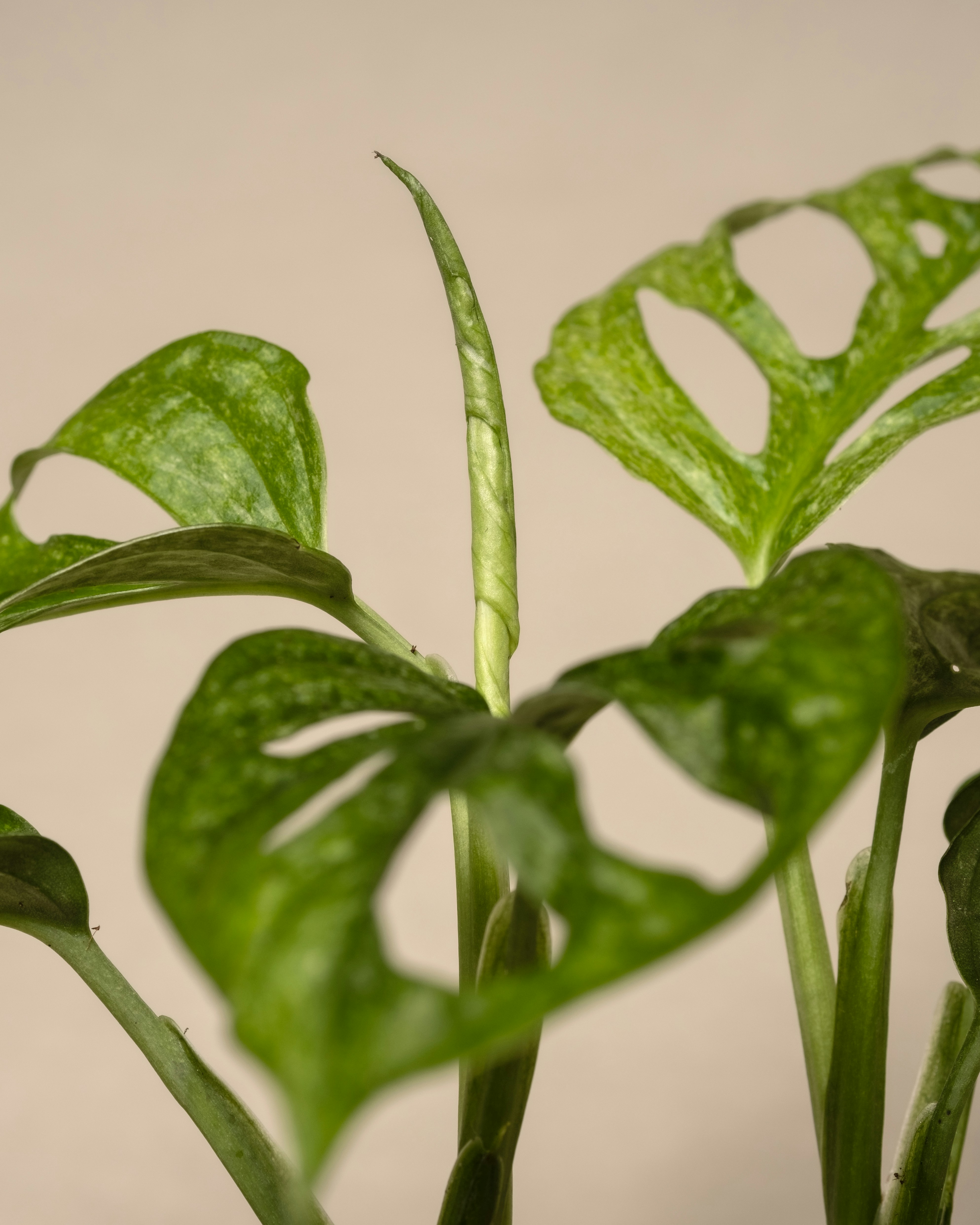 Photo by feeypflanzen