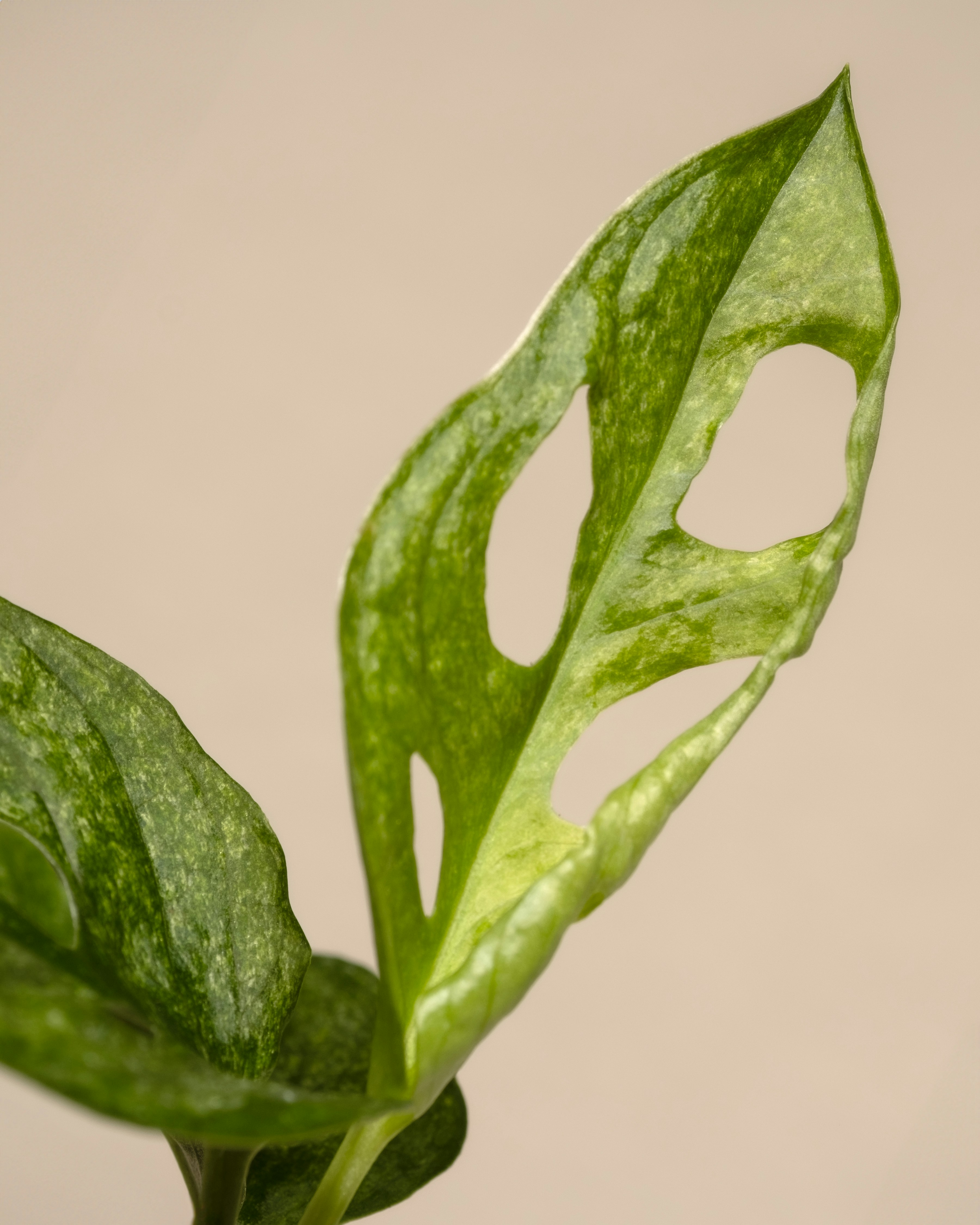 Photo by feeypflanzen