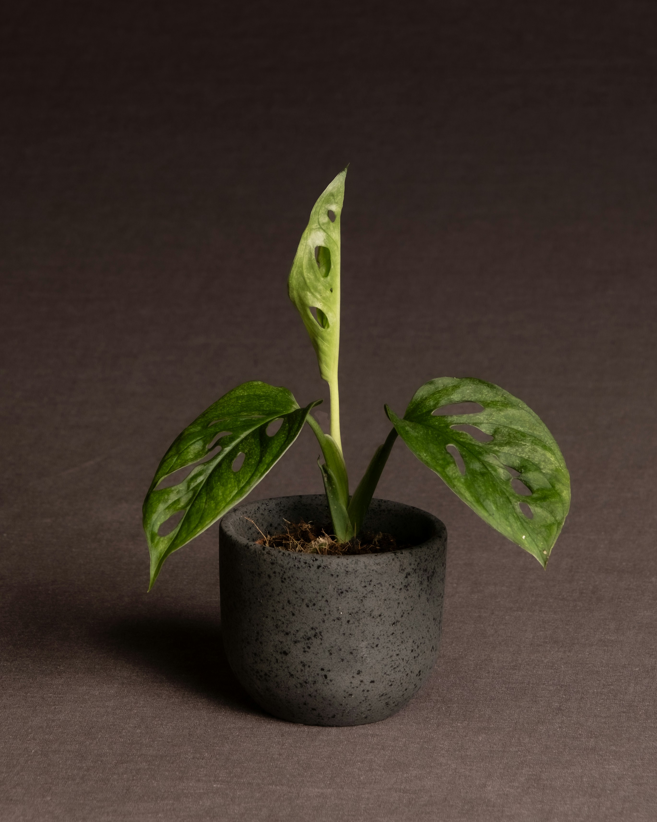 Photo by feeypflanzen