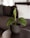 A small green plant with broad, perforated leaves is placed in a simple dark ceramic pot. The plant sits on a round table in front of a blurred background of a dark couch with a white pillow, creating a minimalist and cozy indoor setting.