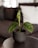 A small green plant with broad, perforated leaves is placed in a simple dark ceramic pot. The plant sits on a round table in front of a blurred background of a dark couch with a white pillow, creating a minimalist and cozy indoor setting.