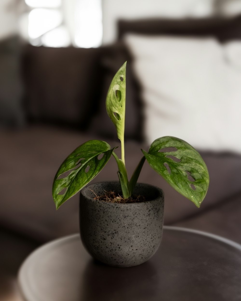 a small potted plant sitting on top of a table