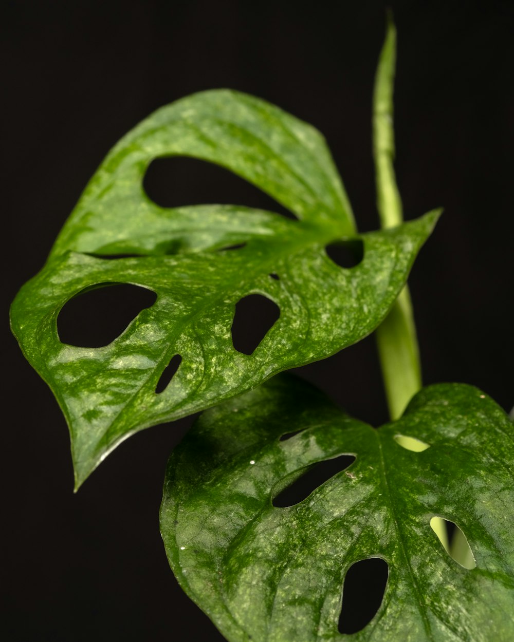 Un primo piano di una pianta verde con buchi in esso