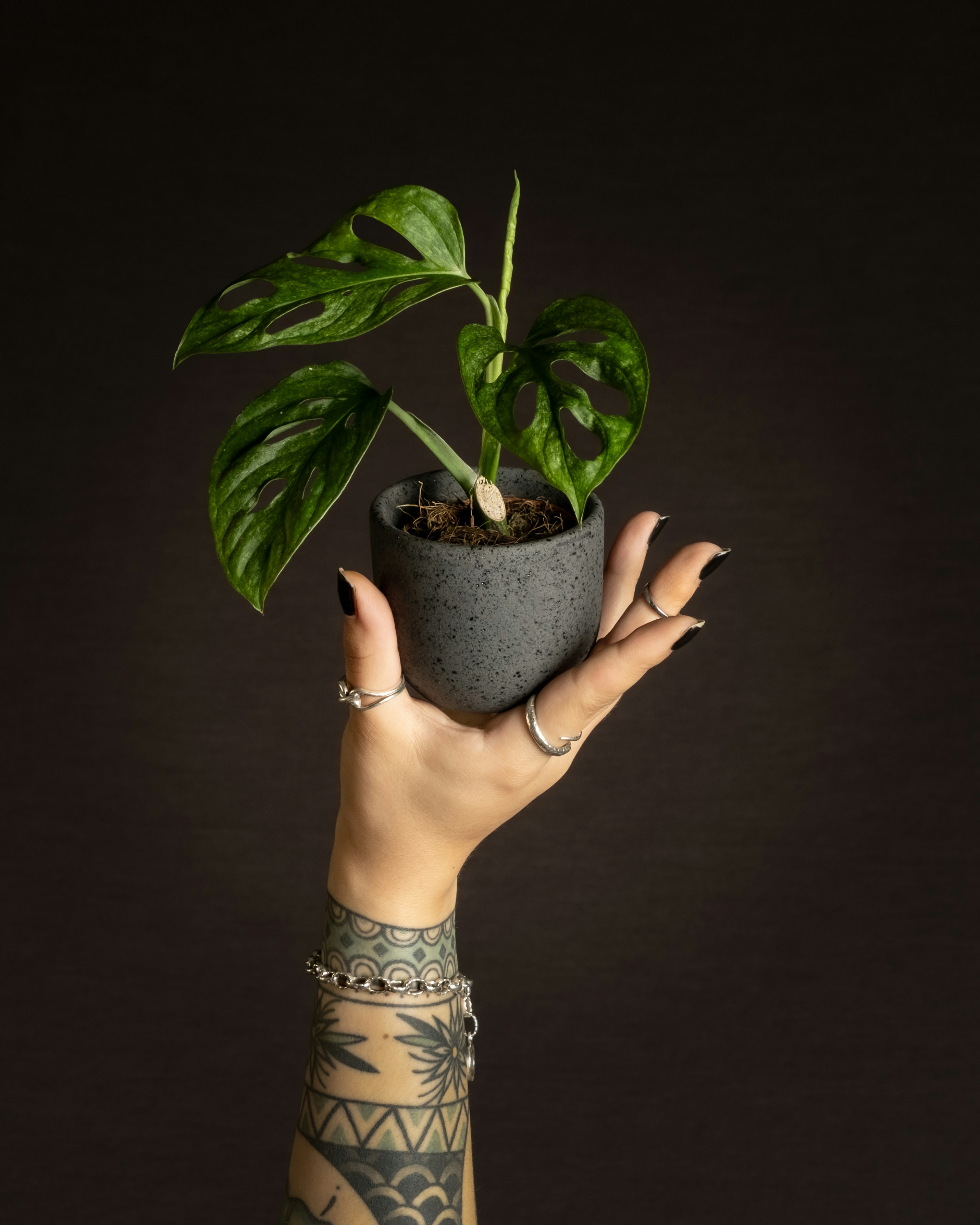 Photo by feeypflanzen