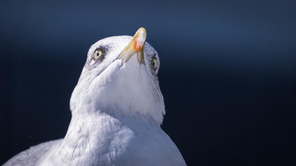 a close up of a white bird with a black background