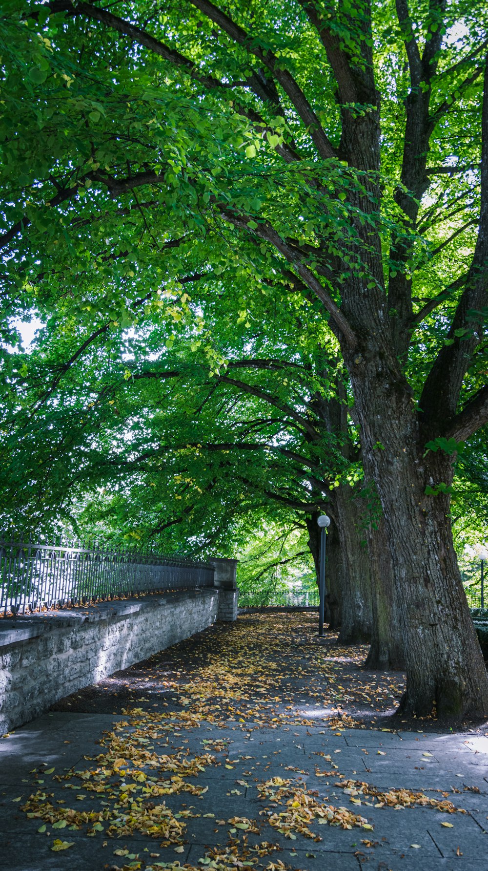 a man walking down a sidewalk next to a tree