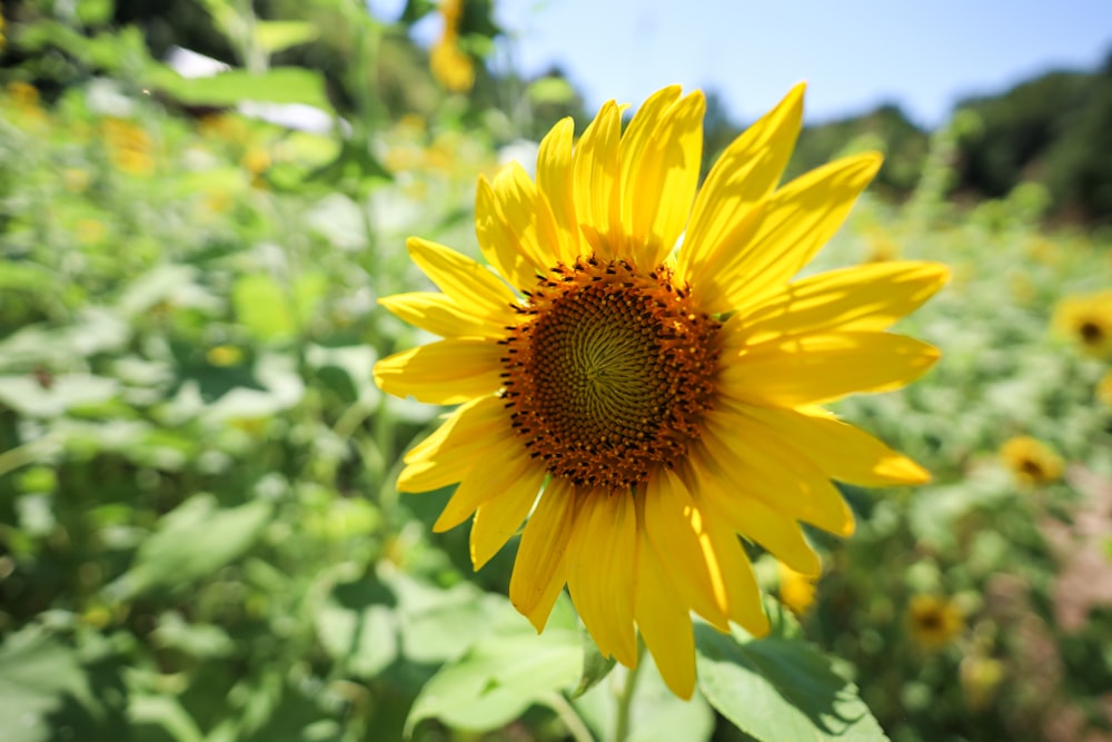 a sunflower in a field of sunflowers