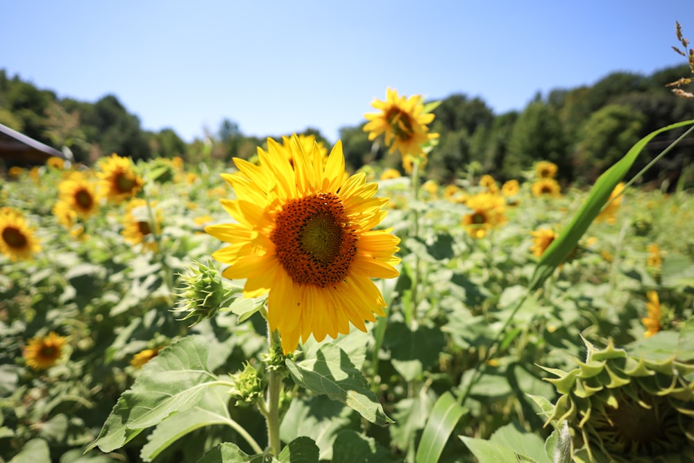 a field of sunflowers with a blue sky in the background