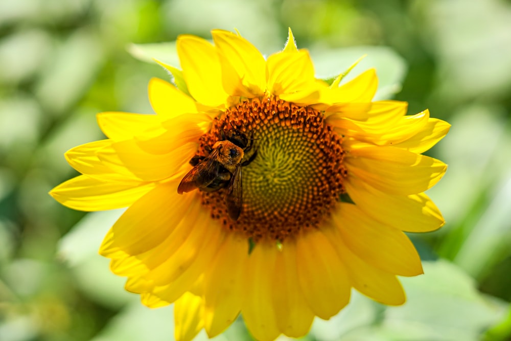 a sunflower with a bee sitting on it