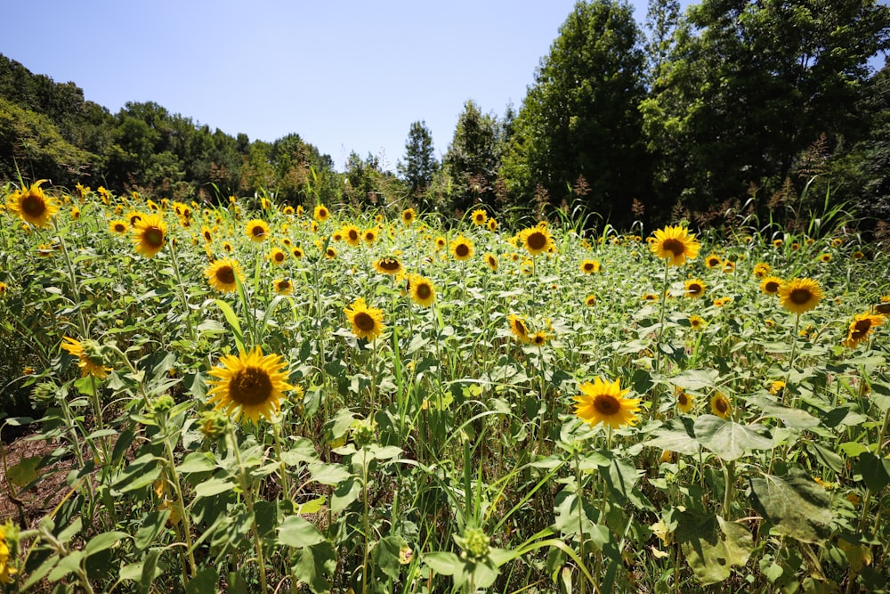 a large field of sunflowers with trees in the background