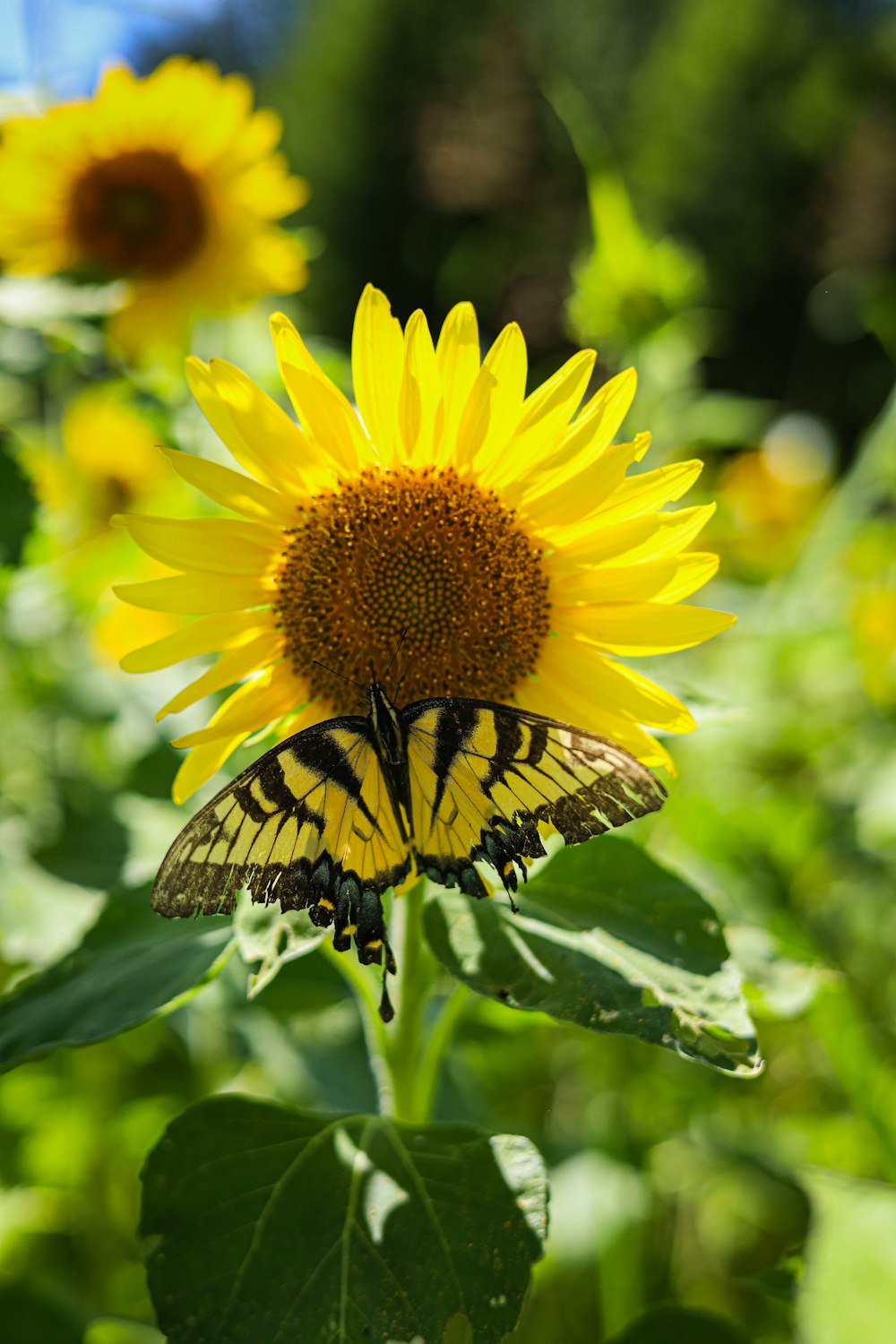 a yellow and black butterfly sitting on a sunflower