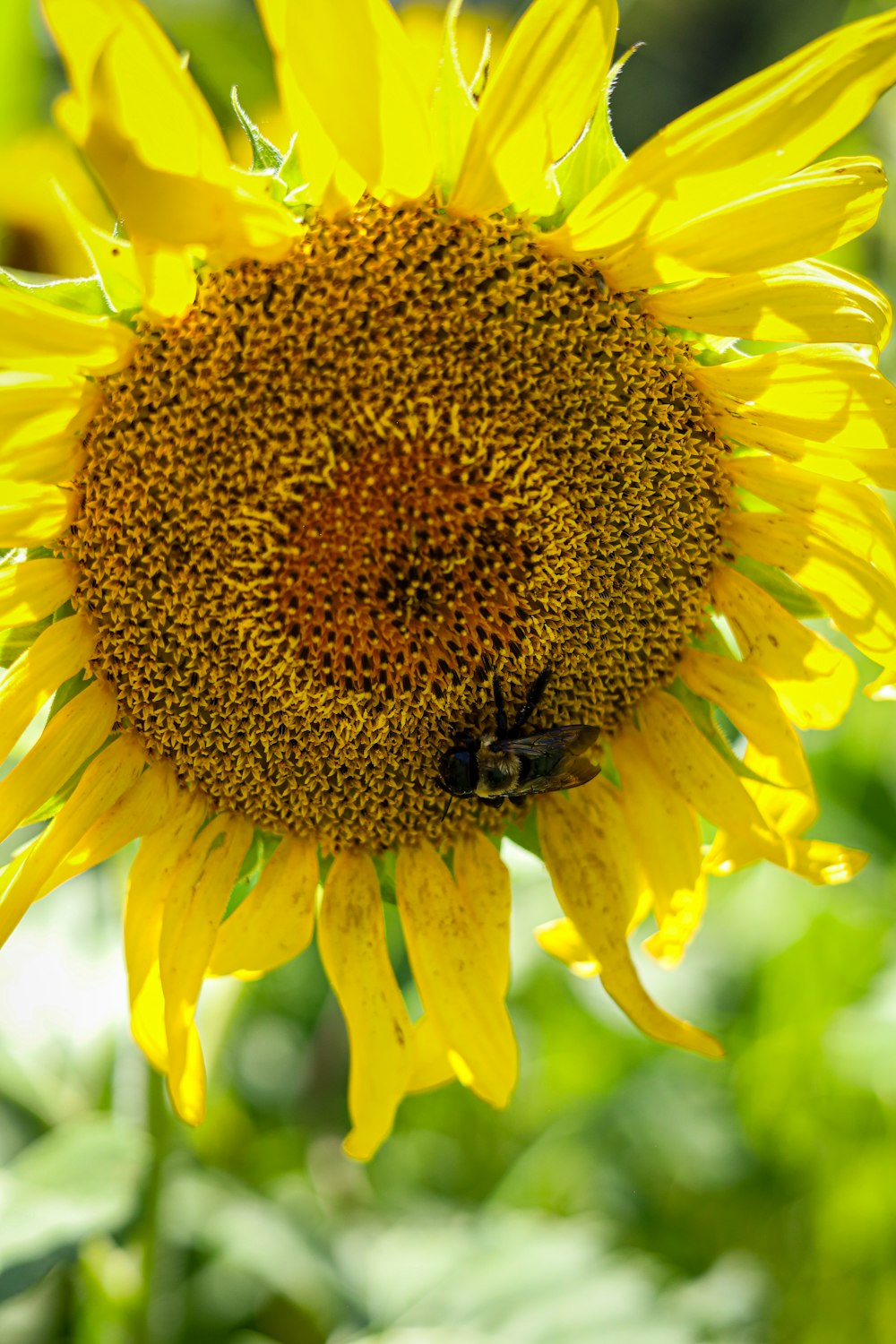 a large sunflower with a bee on it