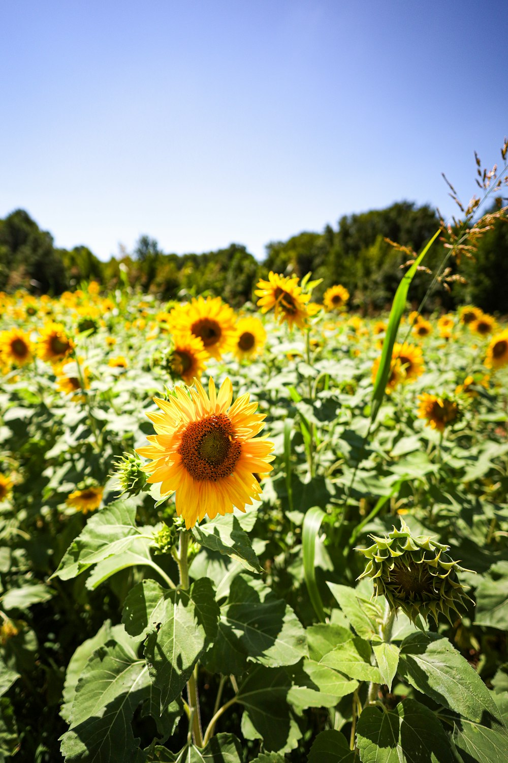 a field of sunflowers with a blue sky in the background