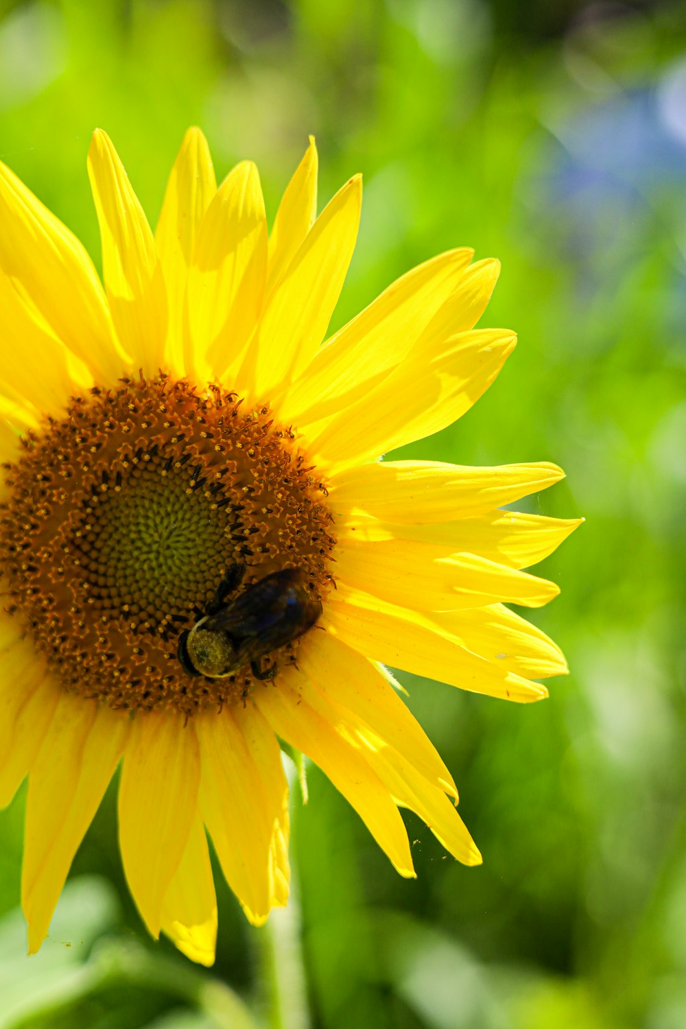 a sunflower with a bee sitting on it