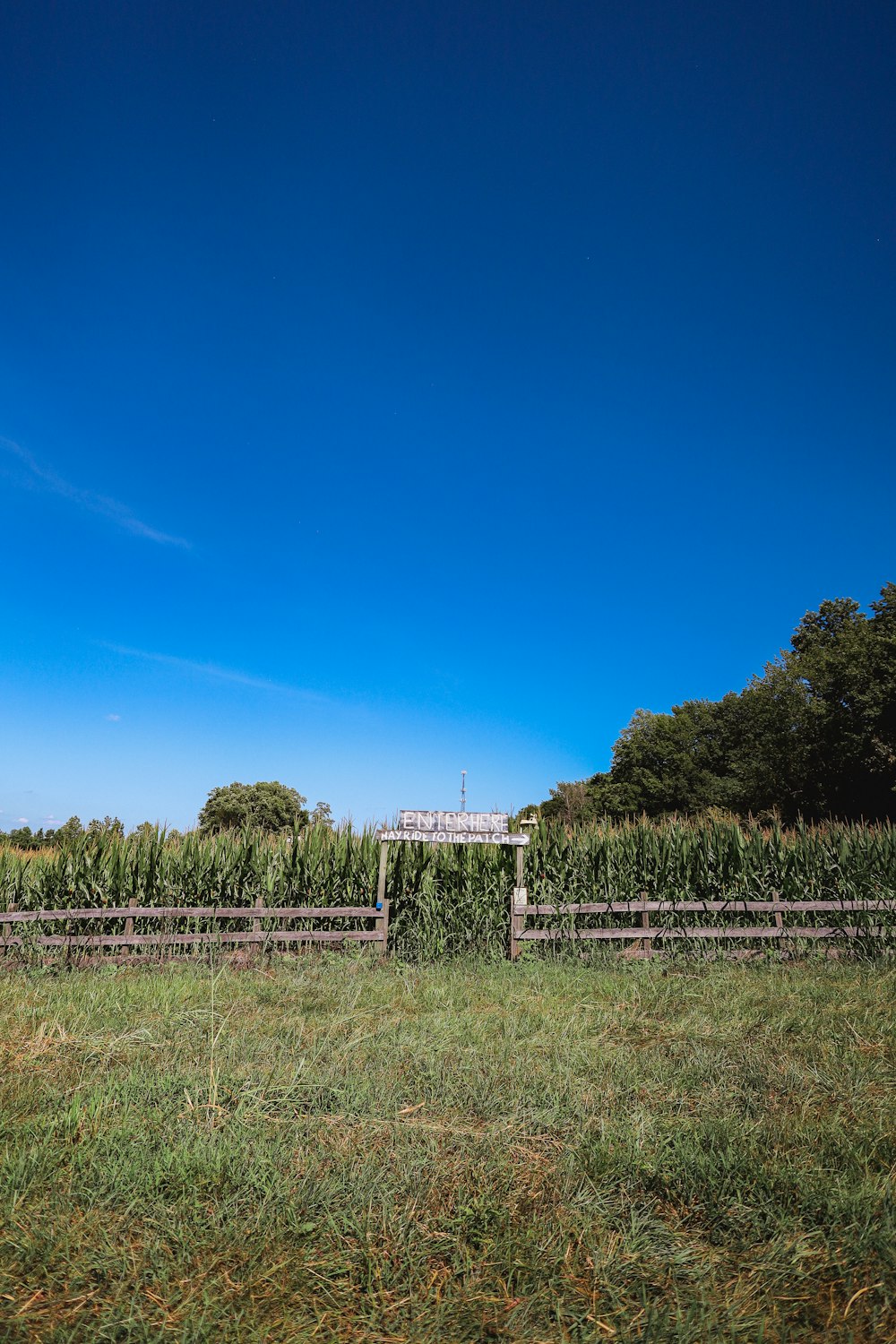 a field of grass with a fence and trees in the background