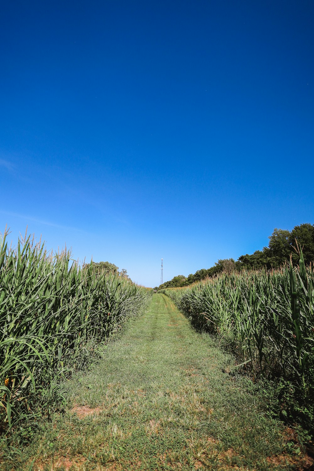 a path through a field of tall grass