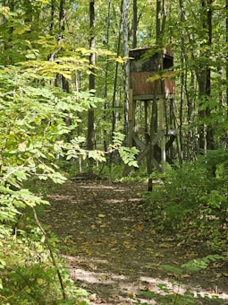 A forest scene with dense green foliage and a wooden hunting stand elevated on stilts. The ground is covered with fallen leaves, and a dirt path winds through the trees, suggesting a quiet, natural setting.