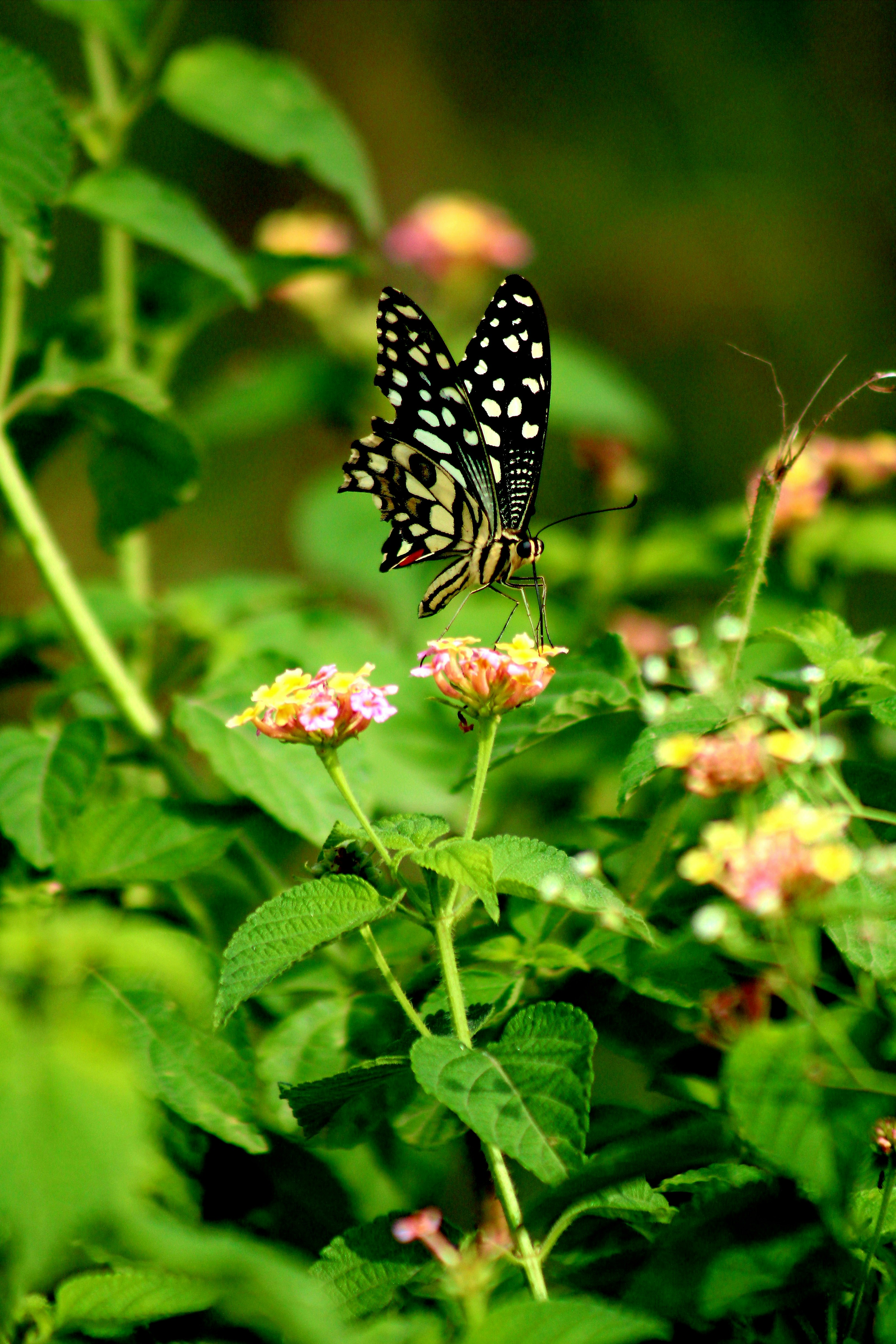 Photo by kailashmaratha55