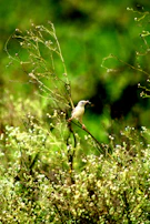 Wild birds and beneficial insects play their part among Sekhala’s crop fields nurturing biodiversity.