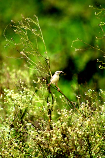 Wild birds and beneficial insects play their part among Sekhala’s crop fields nurturing biodiversity.