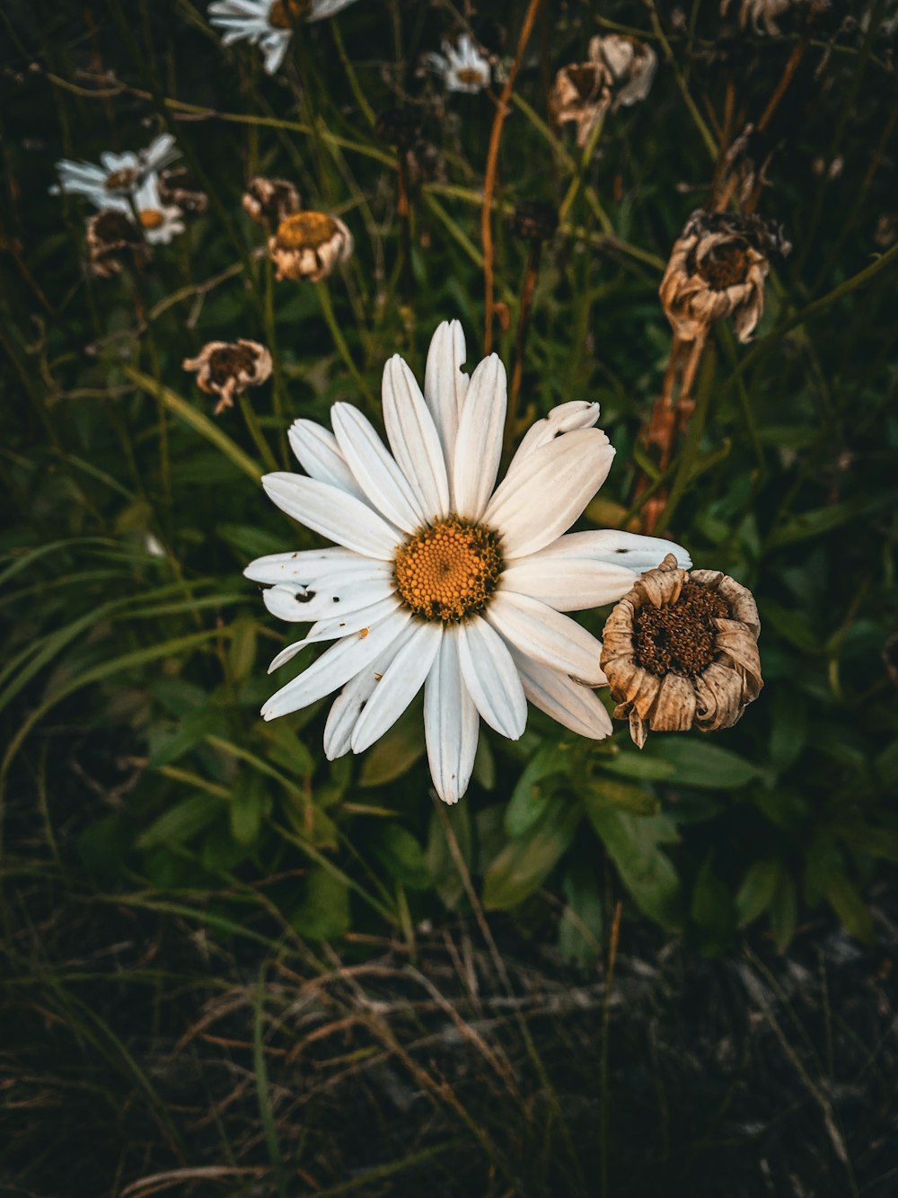 a close up of a white flower in a field